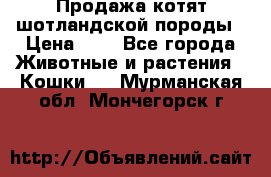 Продажа котят шотландской породы › Цена ­ - - Все города Животные и растения » Кошки   . Мурманская обл.,Мончегорск г.